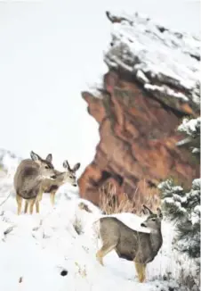  ??  ?? Deer don’t seem to mind a few inches of fresh snow at Red Rocks Park. Andy Cross, Denver Post file
