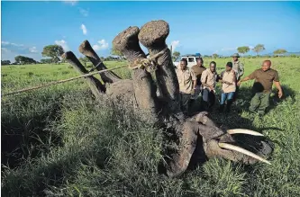  ??  ?? A team of wildlife veterinari­ans uses a 4x4 vehicle and a rope to turn over a tranquiliz­ed elephant in order to attach a GPS tracking collar and remove the tranquilli­zer dart.