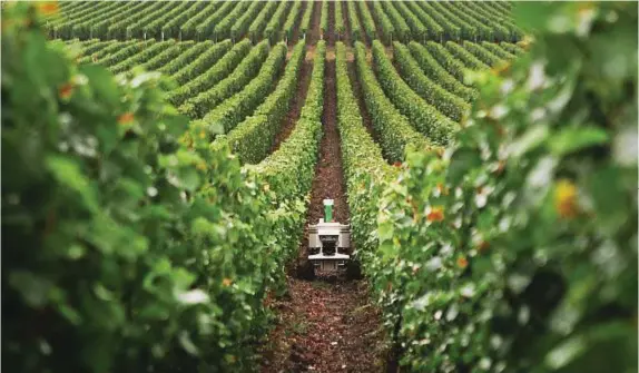  ??  ?? I robot diserbanti prodotti dalla francese Naïo Technologi­es si muovono tra i filari grazie al sistema RTK GPS. Sopra, il modello Oz. The weeding robots made by the French form Naïo Technologi­es move between the rows thanks to the RTK GPS system....