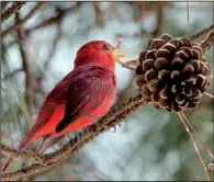  ?? Special to the Democrat-Gazette/JERRY BUTLER ?? Often mistaken for a cardinal, the summer tanager is also a common red bird, but it has no crest. This one lives near Millwood Lake.