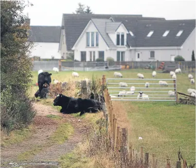  ?? Picture: Kris Miller. ?? Some of the escaped cows on the Turfbeg public footpath yesterday.