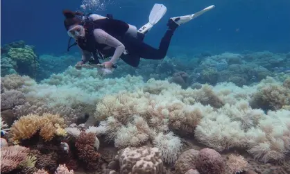  ??  ?? A ‘mass mortality’ of Great Barrier Reef corals occurred in 2016 but some were more resistant to the following year’s heatwave. Photograph: Greg Torda/ARC Centre of Excellence for Coral Reef Studies