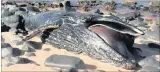  ?? PICTURE: MID SOUTH COAST MAIL ?? A sub-adult humpback whale washed up on Widenham beach on the South Coast on Monday.