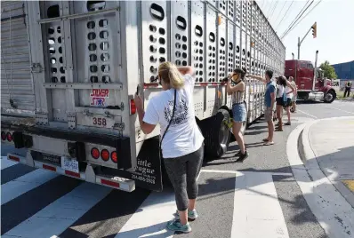  ?? JOHN RENNISON THE HAMILTON SPECTATOR ?? Protesters rush to feed water to pigs in the two minutes trucks stop outside the gates while carrying the animals into Fearmans Pork slaughterh­ouse in Burlington — the site of weekly vigils organized by Toronto Pig Save.