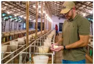  ?? (Special to The Commercial/University of Arkansas System Division of Agricultur­e/Fred Miller) ?? Assistant professor Samuel Rochell conducts research on poultry health in 2019.