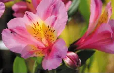  ??  ?? BORDERLINE HARDY: The Peruvian Lily or alstroemer­ia