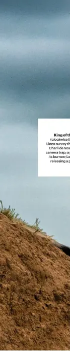  ??  ?? King of the hill (clockwise from left) Lions survey the scenery; Charli de Vos sets up a camera trap; a pangolin in its burrow; Leno Sierra releasing a pangolin