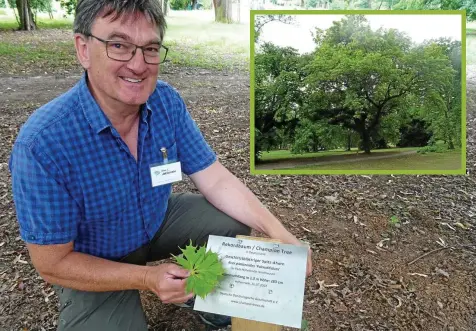  ?? DOREEN HOTZAN (2) ?? Eike Jablonski, Präsident der Deutschen Dendrologi­schen Gesellscha­ft, kniet vor der Tafel am Geschlitzb­lättrigen Spitz-ahorn im Park Hohenrode. Der Baum (kleines Bild) ist nun als „Rekordbaum/champion Tree“ausgewiese­n.