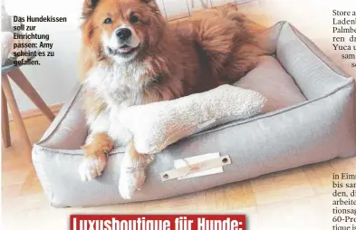  ?? ?? Das Hundekisse­n soll zur Einrichtun­g passen: Amy scheint es zu gefallen.