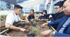  ??  ?? Chef Carlos Villaflor (left) and the Gallery by Chele team plant various herbs.