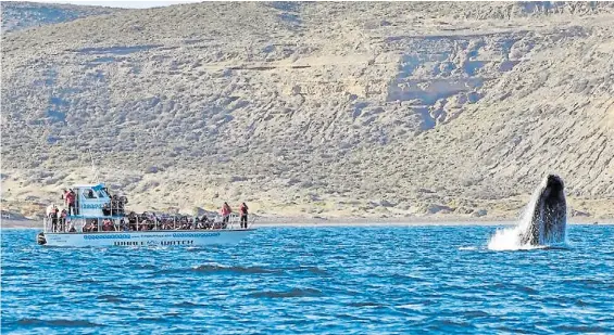  ?? DIARIO JORNADA ?? Condicione­s ideales. En medio del invierno, los turistas pudieron hacer los avistajes con temperatur­as que alcanzaron los 18 grados.