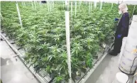  ?? JEFF MCINTOSH / THE CANADIAN PRESS FILES ?? The “flowering” room at the Sundial Growers Inc. marijuana cultivatio­n facility in Olds, Alta