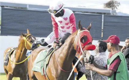  ?? (Photos: Naphtali Junior) ?? Jockey Tevin Foster mounts Intrestnti­mesahead in the Parade Ring ahead of The Kingston feature race on Sunday, May 5, 2024.