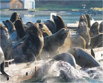  ??  ?? The Pacific Balance Marine Management group wants to see a commercial fishery for pinnipeds such as seals and sea lions, so fishermen can sell blubber, meat and hides to generate income.