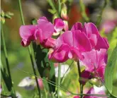  ?? ?? Sweet peas