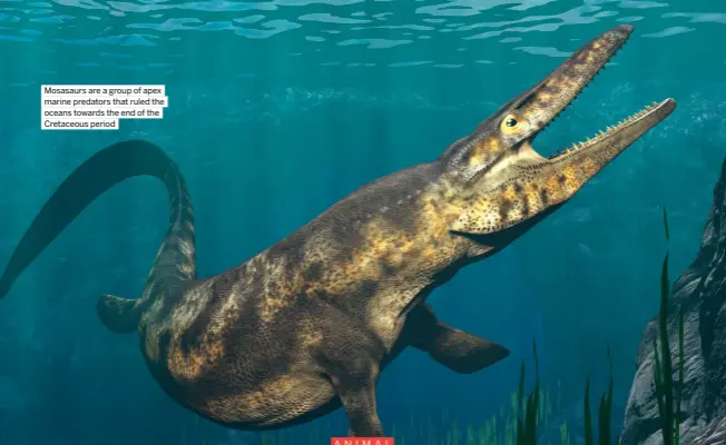  ?? ?? Mosasaurs are a group of apex marine predators that ruled the oceans towards the end of the Cretaceous period