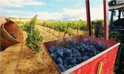  ??  ?? Harvesting of tempranill­o grapes in Lanciego, in the Basque country province of Álava. Photograph: Elena de las Heras/Alamy