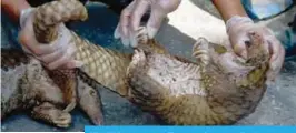  ?? — AFP ?? PEKANBARU: Indonesian officers examine a pangolin after a recent raid in Pekanbaru, Riau province yesterday.