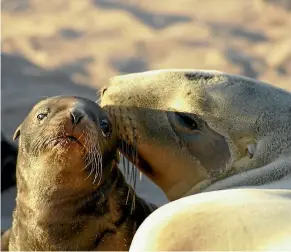  ??  ?? A female sea lion and her pup on the Auckland Islands. The mothers aren’t good at changing their foraging strategies.