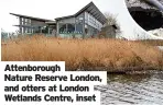  ?? ?? Attenborou­gh Nature Reserve London, and otters at London Wetlands Centre, inset