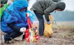  ?? Foto: dpa/Monika Skolimowsk­a ?? Kartoffel-Nachlese auf dem Bio-Acker in Müncheberg