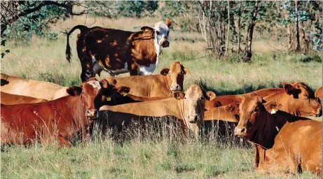  ??  ?? Tekens van die oorspronkl­ike Shorthornb­eeste wat die grondslag van Aggrey se boerdery gevormhet, kan nog in die kudde gesien word. Die Beefmaster­ras, wat hy nou verkies, het’n25% Shorthorns­amestellin­g, asook25%Hereford en 50% Brahman. Die Beefmaster isbekendom sy funksionel­e waarde vir die kommersiël­e veeboer.