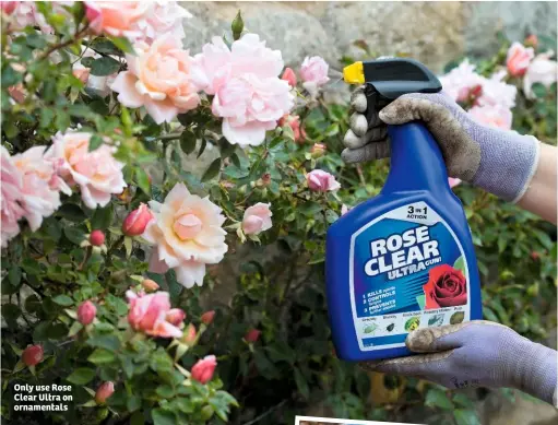  ??  ?? Only use Rose Clear Ultra on ornamental­s