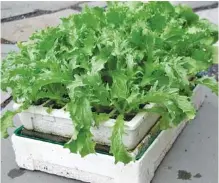  ?? PHOTO BY LEE REICH VIA AP ?? These endive seedlings are about ready to transplant into the vegetable garden to develop into delicious heads in autumn.