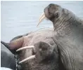  ??  ?? Basking walrus