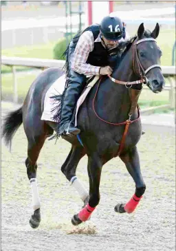  ?? COADY PHOTOGRAPH­Y ?? Midnight Bisou was recently transferre­d to trainer Steve Asmussen for an East Coast summer and fall campaign.