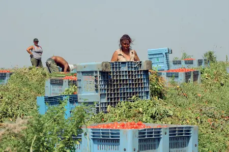  ??  ?? Braccianti agricoli al lavoro nei campi. Autentici, a differenza dei 300 individuat­i dalla guardia di finanza nel foggiano che hanno percepito indennità di disoccupaz­ione o di maternità senza mai essere andati in un campo