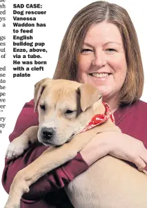  ??  ?? SAD CASE: Dog rescuer Vanessa Waddon has to feed English bulldog pup Enzo, above, via a tube. He was born with a cleft palate