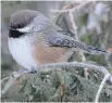 ??   JACQUES BOUVIER ?? The Boreal Chickadee is a rare winter visitor to our region during winter.