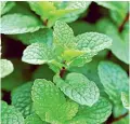  ?? PHOTO: 123RF. ?? Now is a good time to plant herbs such as mint. Herbs enjoy as much sun as possible, and good draining soil.