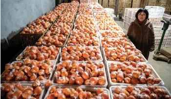  ??  ?? Xiuli with crates of oranges at her warehouse in Baojing county, in central China’s Hunan province.