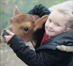  ??  ?? Substitute . . . The students have been getting used to feeding the calves with a bottle, but Hayley Thomas, 8, says Caramel still can not resist sucking on her fingers.