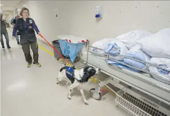  ?? MARK VAN MANEN ?? Handler Teresa Zurberg leads Angus, a two-year-old Springer spaniel, on a mission to sniff out the Clostridiu­m difficile bacteria at Vancouver General Hospital. Angus can detect the bacteria within seconds.