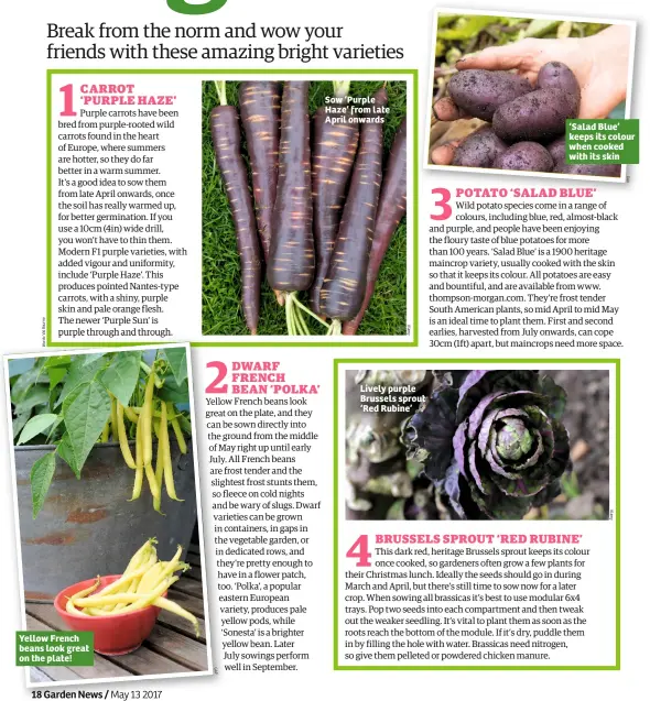  ??  ?? Yellow French beans look great on the plate! Sow ‘Purple Haze’ from late April onwards Lively purple Brussels sprout ‘Red Rubine’ ‘Salad Blue’ keeps its colour when cooked with its skin