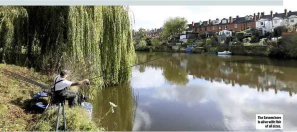  ??  ?? The Severn here is alive with fish of all sizes.