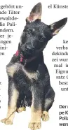  ?? FOTO: POLIZEI DÜSSELDORF ?? Der neun Wochen alte Welpe Kelloggs soll einmal zum Polizeihun­d ausgebilde­t werden.