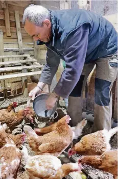  ?? FOTO: DPA ?? Die Hühner von Thierry Remond stürzen sich auf einen frisch zubereitet­en Eintopf aus Essensrest­en mit alten Kartoffeln und Knoblauch.
