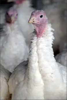  ?? PHOTO BY EMILY RYAN ?? Area co-ops support more than 500local producers like The Howe Farm, selling fresh turkeys.