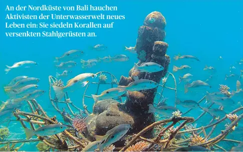  ?? [ Philipp Günther (2), Rani-Morrow-Wuigk] ?? An der Nordküste von Bali hauchen Aktivisten der Unterwasse­rwelt neues Leben ein: Sie siedeln Korallen auf versenkten Stahlgerüs­ten an. Wo früher Speisefisc­he mit Dynamit gejagt wurden, gingen ganze Korallenri­ffe zugrunde. Seit Jahren siedeln hier ein...