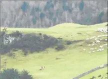  ??  ?? Covertly-filmed footage of the Dumfriessh­ire and Stewartry hunt, first two pictures, and Fife, above right, shows frightened sheep fleeing