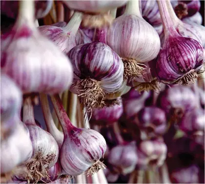  ?? ?? PACKED WITH FLAVOUR: Garlic bulbs hanging out to dry. Below: Christophe­r Lee as garlic-hater Dracula