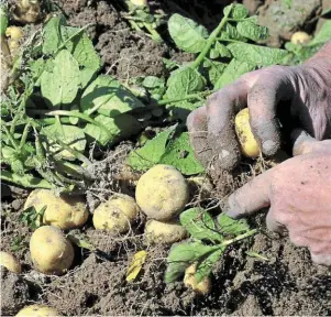  ?? | PHOTO : JÉRÔME FOUQUET / ARCHIVES OUEST-FRANCE ?? La récolte de la bonnotte, pommes de terre primeur sur l'ile de Noirmoutie­r.