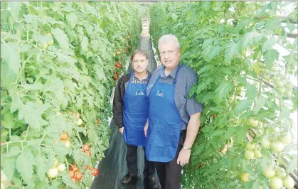  ?? FRANK GALE/THE WESTERN STAR ?? Louis Macdonald (left) and Blaine Hussey, directors of Growing for Life – a greenhouse operation in Black Duck Siding that grows hydroponic tomatoes, pose for a photo between the hanging plants.