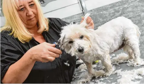  ??  ?? Die meisten ihrer Kunden sind beim Schneiden ganz ruhig, sagt Tierfriseu­rin Iris Schott.