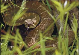  ?? BOB LARSON — STAFF ARCHIVES ?? A venomous rattlesnak­e sits in the tall grass along the Miwok Trail in Round Valley Regional Preserve. Rattlesnak­es are common throughout the East Bay Regional Park District and other Bay Area open spaces.