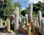  ?? SUNIL KEMPPI ?? The Royal Botanic Gardens’ Arid Garden has more than 3000 plants.